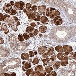 SMCO4 Antibody, Novus Biologicals 0.1mL; Unlabeled:Antibodies, Polyclonal